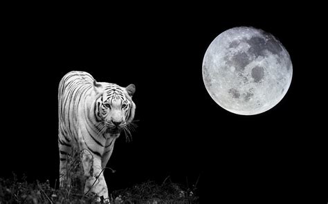 Tigermoon .